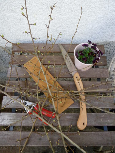 Guide to Basic Pruning Tools for Home Gardeners